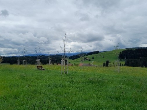Streuobst für alle